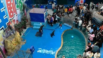 临汾水族馆vs祥龙鱼场（临汾水族馆与祥龙鱼场各有特色） 全国水族馆企业名录 第2张