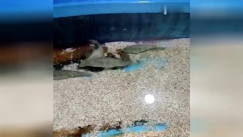 临汾水族馆vs祥龙鱼场（临汾水族馆与祥龙鱼场各有特色） 全国水族馆企业名录 第5张