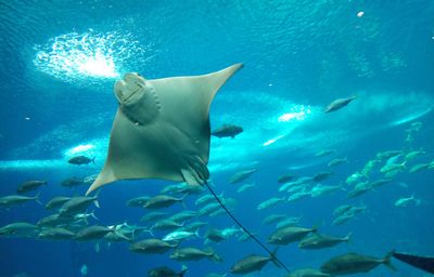 攀枝花水族馆vs祥龙鱼场（攀枝花水族馆位于四川省攀枝花市） 全国水族馆企业名录 第4张