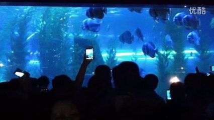 阜新水族馆vs祥龙鱼场（阜新市没有自己的海洋馆，需要前往其他城市如抚顺、营口或大连等地） 全国水族馆企业名录 第2张