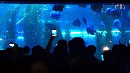 阜新水族馆vs祥龙鱼场（阜新市没有自己的海洋馆，需要前往其他城市如抚顺、营口或大连等地） 全国水族馆企业名录 第1张