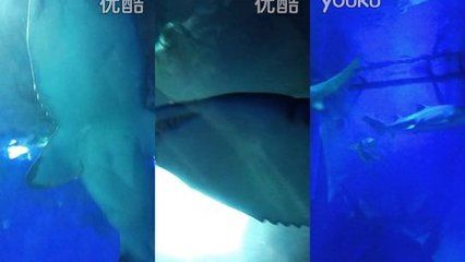 阜新水族馆vs祥龙鱼场（阜新市没有自己的海洋馆，需要前往其他城市如抚顺、营口或大连等地） 全国水族馆企业名录 第5张