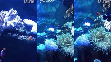 阜新水族馆vs祥龙鱼场（阜新市没有自己的海洋馆，需要前往其他城市如抚顺、营口或大连等地） 全国水族馆企业名录 第3张