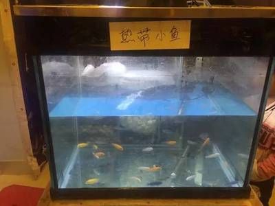 张家口水族馆vs祥龙鱼场（张家口水族馆与祥龙鱼场之间的差异，地理位置与特色） 全国水族馆企业名录 第5张