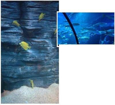 庆阳水族馆vs祥龙鱼场（庆阳水族馆与祥龙鱼场的区别） 全国水族馆企业名录 第1张