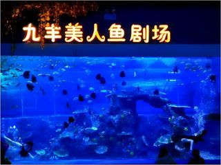 铜仁水族馆vs祥龙鱼场（贵州铜仁水族馆和祥龙鱼场在性质和目标上有所不同） 全国水族馆企业名录 第3张