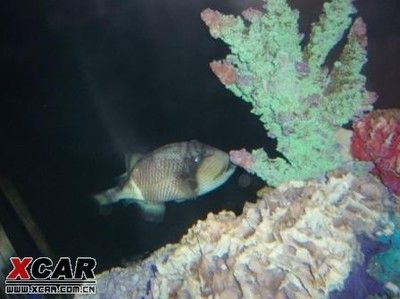 酒泉水族馆vs祥龙鱼场（祥龙鱼场与酒泉鱼族馆的区别） 全国水族馆企业名录 第3张