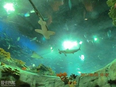 大庆水族馆vs祥龙鱼场（大庆水族馆和祥龙鱼场是与水族相关的场所，但它们之间存在显著的区别） 全国水族馆企业名录 第2张