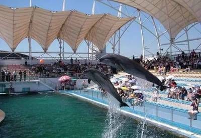 邢台水族馆vs祥龙鱼场（邢台水族馆和祥龙鱼场是一个大型的地标性建筑预计将成为网红打卡地） 全国水族馆企业名录 第3张