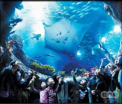 宁德水族馆vs祥龙鱼场（宁德水族馆与祥龙鱼场之间的差异之前，我们需要明确基本信息） 全国水族馆企业名录 第2张