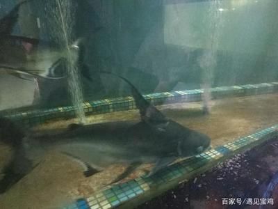 宝鸡水族馆vs祥龙鱼场（宝鸡水族馆与祥龙鱼场各有侧重） 全国水族馆企业名录 第5张