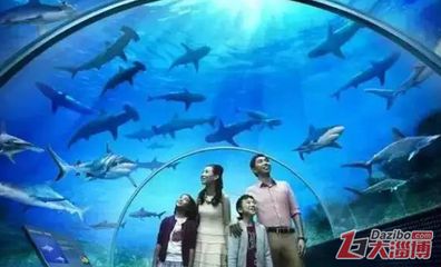 淄博水族馆vs祥龙鱼场（探讨淄博水族馆与祥龙鱼场之间的差异时，我们需要明确两者的业务和特点） 全国水族馆企业名录 第1张