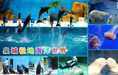 淄博水族馆vs祥龙鱼场（探讨淄博水族馆与祥龙鱼场之间的差异时，我们需要明确两者的业务和特点） 全国水族馆企业名录 第5张