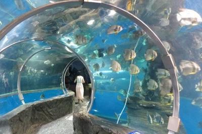 北海水族馆vs祥龙鱼场（中国广西壮族自治区北海市北海市北海市北海市北海水族馆） 全国水族馆企业名录 第1张