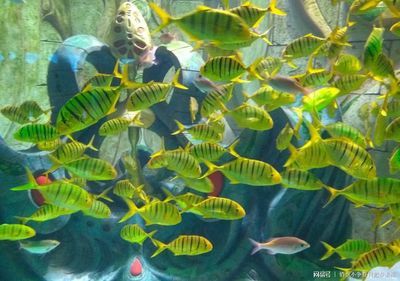 大同水族馆vs祥龙鱼场（大同水族馆与祥龙鱼场在业务范围、专业领域和市场定位差异） 全国水族馆企业名录 第4张