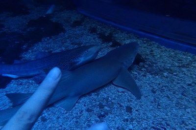 大同水族馆vs祥龙鱼场（大同水族馆与祥龙鱼场在业务范围、专业领域和市场定位差异） 全国水族馆企业名录 第3张