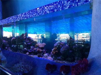 三亚水族馆vs祥龙鱼场（三亚水族馆和祥龙鱼场哪个好） 全国水族馆企业名录 第1张