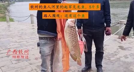 钦州龙鱼vs祥龙鱼场（钦州龙鱼专卖店与祥龙鱼场的区别） 全国水族馆企业名录 第1张