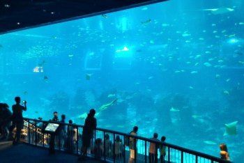 澳门水族馆vs祥龙鱼场（澳门水族馆和祥龙鱼场各自在自己的领域内有着显著的特点和优势） 全国水族馆企业名录 第1张