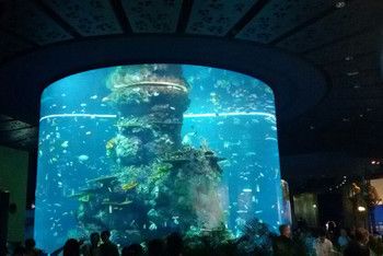 澳门水族馆vs祥龙鱼场（澳门水族馆和祥龙鱼场各自在自己的领域内有着显著的特点和优势） 全国水族馆企业名录 第2张