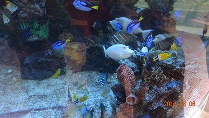 澳门水族馆vs祥龙鱼场（澳门水族馆和祥龙鱼场各自在自己的领域内有着显著的特点和优势） 全国水族馆企业名录 第5张