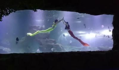 宜宾水族馆vs祥龙鱼场（宜宾水族馆和祥龙鱼场） 全国水族馆企业名录 第1张