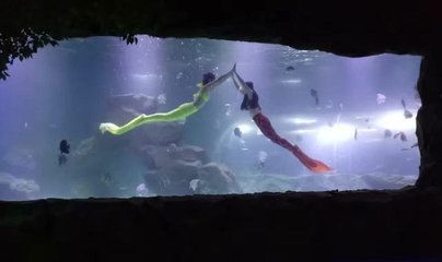 宜宾水族馆vs祥龙鱼场（宜宾水族馆和祥龙鱼场） 全国水族馆企业名录 第2张