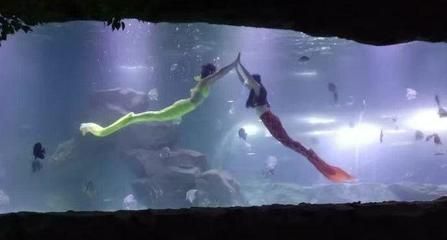 宜宾水族馆vs祥龙鱼场（宜宾水族馆和祥龙鱼场） 全国水族馆企业名录 第5张