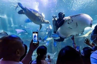 长沙水族馆vs祥龙鱼场（长沙水族馆与祥龙鱼场之间的差异需要明确两者的区别） 全国水族馆企业名录 第4张