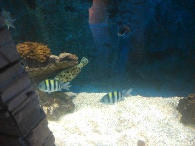 新乡水族馆vs祥龙鱼场（探讨新乡水族馆与祥龙鱼场之间的差异之前需要明确两者的基本信息） 全国水族馆企业名录 第1张