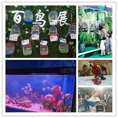 十堰水族馆vs祥龙鱼场（十堰水族馆与祥龙鱼场有什么区别？） 全国水族馆企业名录 第1张