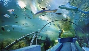 百色水族馆vs祥龙鱼场（百色水族馆和祥龙鱼场哪个好） 全国水族馆企业名录 第2张