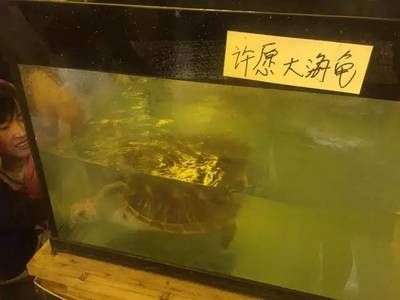 衡水水族馆vs祥龙鱼场（衡水市有哪些水族馆？） 全国水族馆企业名录 第3张