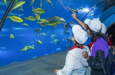 和田水族馆vs祥龙鱼场（和田水族馆与祥龙鱼场之间的差异之前，我们需要明确两者的业务和特点） 全国水族馆企业名录 第1张