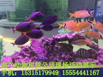 固原水族馆vs祥龙鱼场（全球首个获得国际龙鱼繁殖证书的鱼场之一固原水族馆） 全国水族馆企业名录 第2张