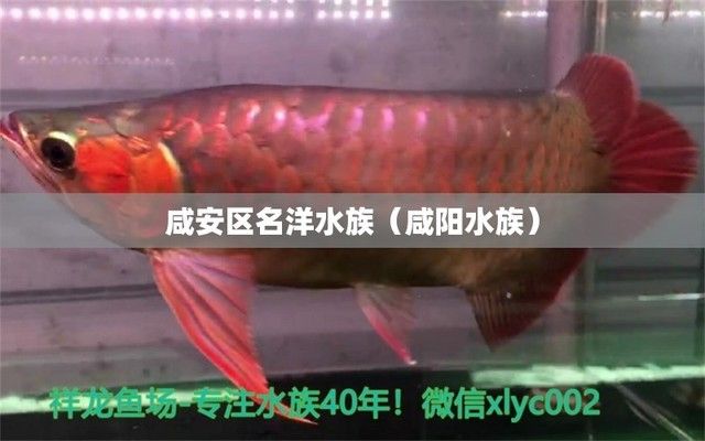 咸阳水族馆vs祥龙鱼场（咸阳水族馆与祥龙鱼场之间的差异之前，我们需要明确两者的主要业务和特点） 全国水族馆企业名录 第5张