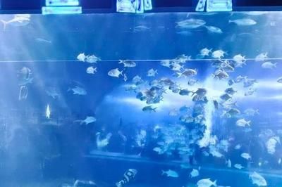 邯郸水族馆vs祥龙鱼场（邯郸市丛台区七彩水族馆和祥龙鱼场的经营产品对比） 全国水族馆企业名录 第4张