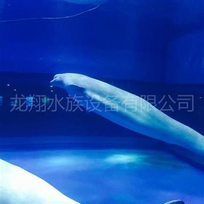 东莞水族馆vs祥龙鱼场（东莞水族馆与祥龙鱼场之间的区别） 全国水族馆企业名录 第1张