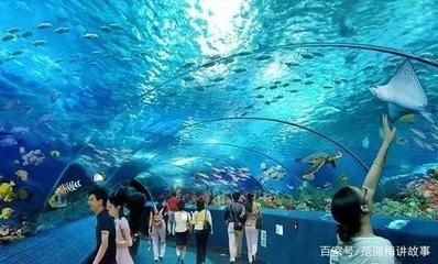 株洲水族馆vs祥龙鱼场（株洲水族馆与祥龙鱼场各有侧重） 全国水族馆企业名录 第5张