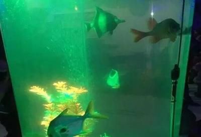 齐齐哈尔水族馆vs祥龙鱼场（齐齐哈尔水族馆——祥龙鱼场） 全国水族馆企业名录 第2张