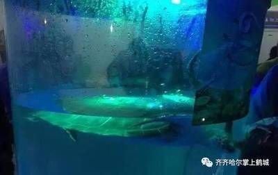 齐齐哈尔水族馆vs祥龙鱼场（齐齐哈尔水族馆——祥龙鱼场） 全国水族馆企业名录 第1张