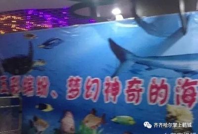 齐齐哈尔水族馆vs祥龙鱼场（齐齐哈尔水族馆——祥龙鱼场） 全国水族馆企业名录 第4张