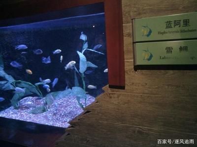 阿里水族馆vs祥龙鱼场（探讨阿里水族馆与祥龙鱼场之间的对比之前需要明确两者的基本信息） 全国水族馆企业名录 第2张