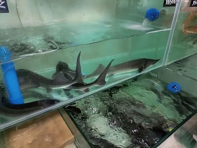 乐山水族馆vs祥龙鱼场（乐山水族馆与祥龙鱼场有什么区别？） 全国水族馆企业名录 第4张