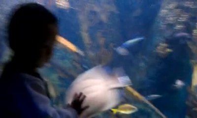 乐山水族馆vs祥龙鱼场（乐山水族馆与祥龙鱼场有什么区别？） 全国水族馆企业名录 第1张