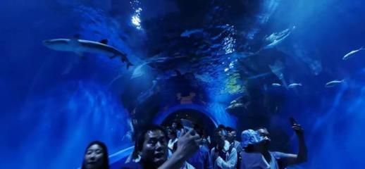 西宁水族馆vs祥龙鱼场（西宁水族馆位于青海省西宁市主要经营观赏鱼、水族器材等产品） 全国水族馆企业名录 第1张