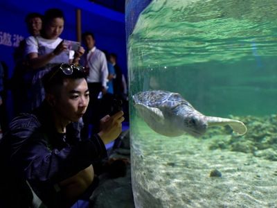 西宁水族馆vs祥龙鱼场（西宁水族馆位于青海省西宁市主要经营观赏鱼、水族器材等产品） 全国水族馆企业名录 第4张