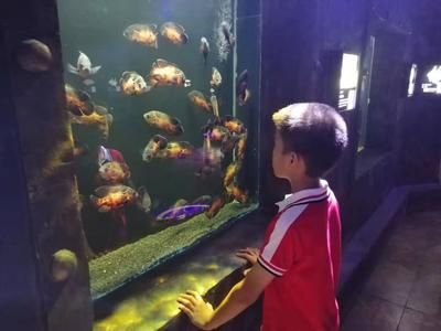 娄底水族馆vs祥龙鱼场（娄底水族馆与祥龙鱼场各有其特色和专业领域） 全国水族馆企业名录 第2张