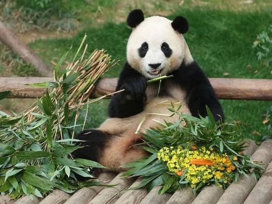 阿坝藏族羌族自治州水族馆vs祥龙鱼场（祥龙鱼场与阿坝藏族羌族自治州水族馆的区别） 全国水族馆企业名录 第4张