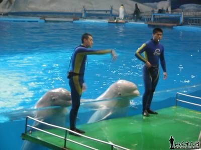 汕尾水族馆vs祥龙鱼场（汕尾水族馆与祥龙鱼场的区别） 全国水族馆企业名录 第4张